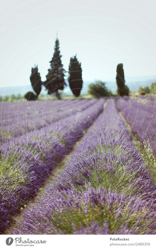 #A# Purple Field Environment Nature Landscape Plant Beautiful weather Esthetic Lavender Lavender field Lavande harvest Violet France Provence Row Idyll
