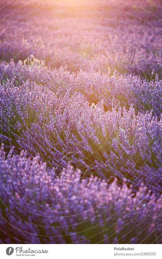 #A# Purple Glow Environment Nature Landscape Plant Sun Sunrise Sunset Sunlight Spring Climate Beautiful weather Garden Meadow Field Esthetic Kitsch Lavender