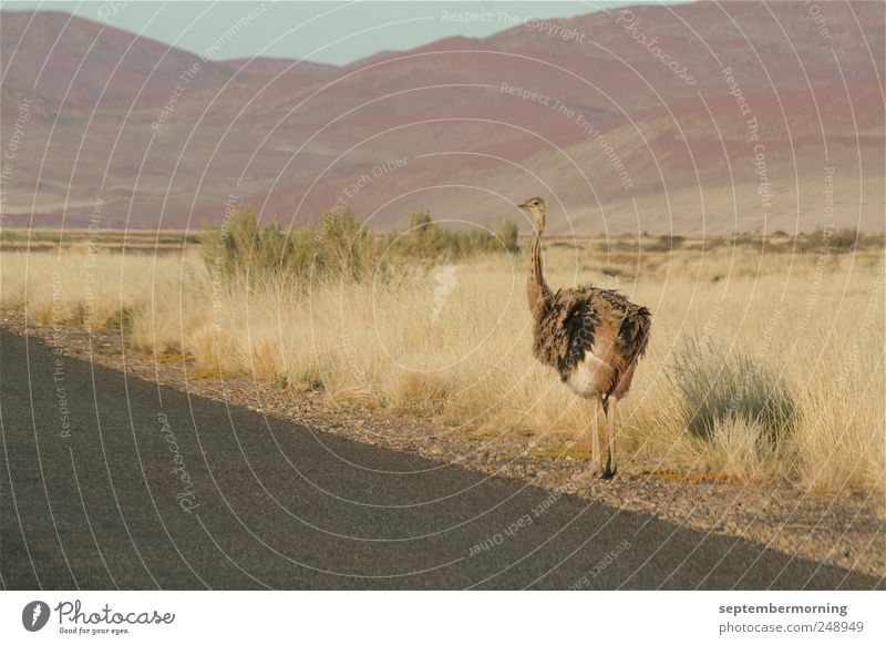 bouquet Landscape Hill Street Animal Ostrich 1 Looking Stand Colour photo Subdued colour Exterior shot Deserted Day