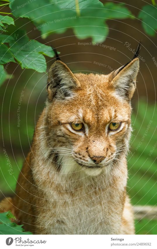 Lynx with a view of the prey Animal Wild animal Cat Animal face Pelt Animal tracks Zoo 1 Movement To feed Hunting Colour photo Multicoloured Exterior shot