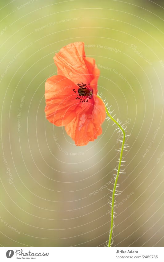 poppy blossom Design Wellness Life Harmonious Well-being Contentment Relaxation Calm Meditation Fragrance Cure Spa Interior design Decoration Wallpaper Card