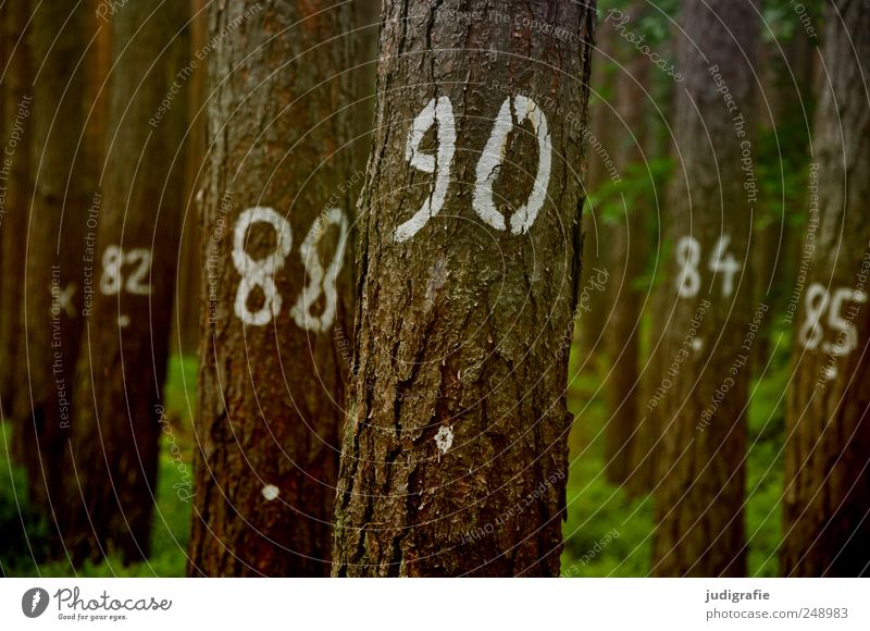 tree counting Environment Nature Landscape Plant Tree Forest Sign Digits and numbers Natural 82 88 90 84 85 Tree bark Statistics Numbers Colour photo