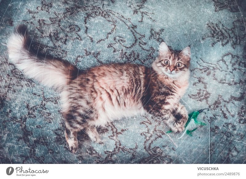 Young Siberian cat on the carpet Lifestyle Style Joy Relaxation Living or residing Animal Pet Cat 1 Design Carpet Lie Funny Colour photo Interior shot