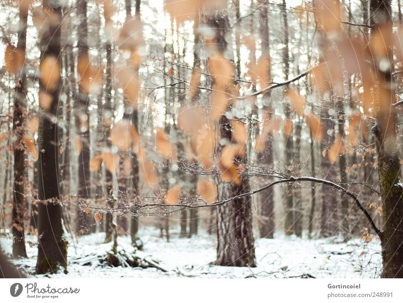 Le calme enchantement Environment Nature Winter Ice Frost Snow Tree Leaf Forest Cold Power Calm Winter forest Woodground Deciduous forest Tree trunk Snow layer