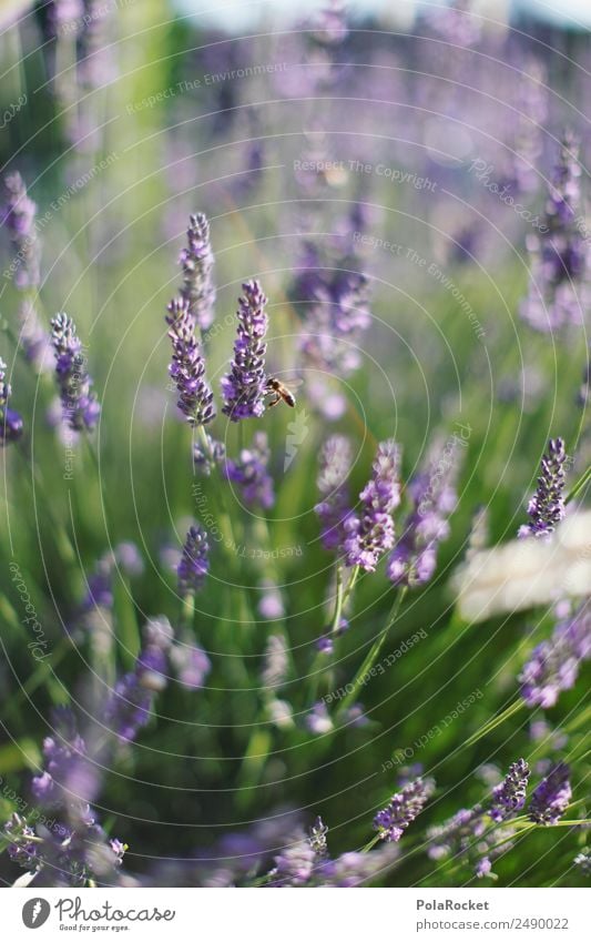#A# Little Bee Environment Nature Landscape Plant Animal Esthetic Lavender Lavender field Lavande harvest Violet Blossom Blossoming Green pastures Wind Blow