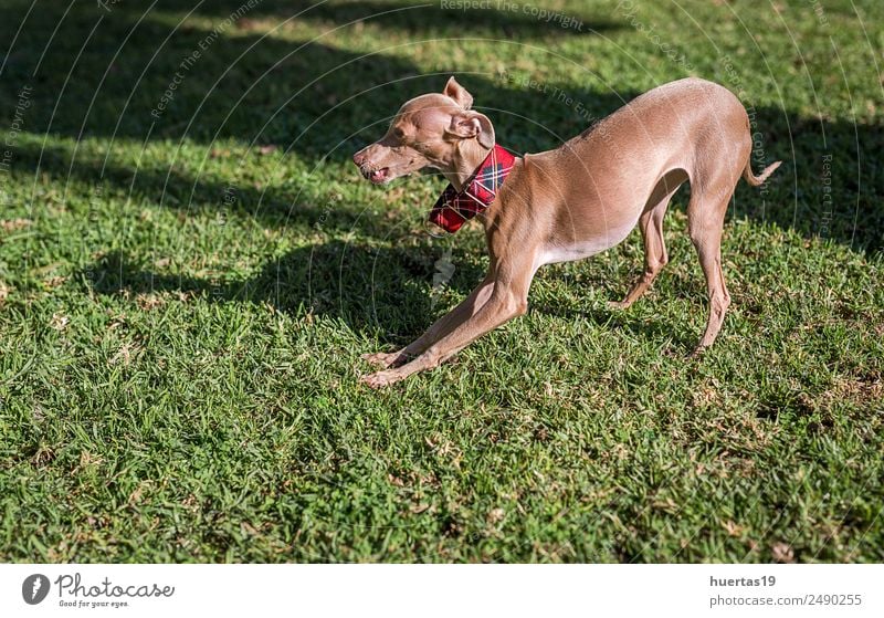 Little Italian Greyhound dog Happy Beautiful Playing Friendship Nature Animal Park Pet Dog 1 To enjoy Friendliness Happiness Small Funny Brown Love of animals