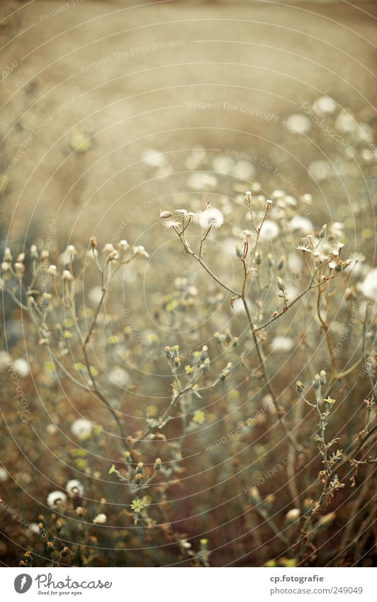 last gear Plant Autumn Beautiful weather Bushes Blossom Agricultural crop Wild plant Natural Meadow Garden Day Evening Shallow depth of field