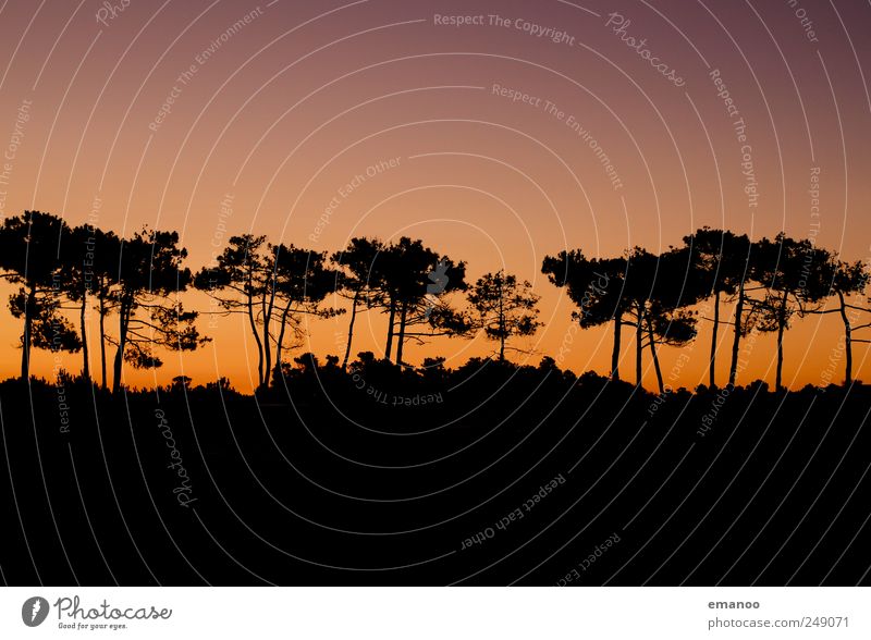 the dry pine tree Environment Nature Landscape Plant Sky Sunrise Sunset Summer Climate Weather Beautiful weather Drought Tree Forest Coast Hot Vacation & Travel