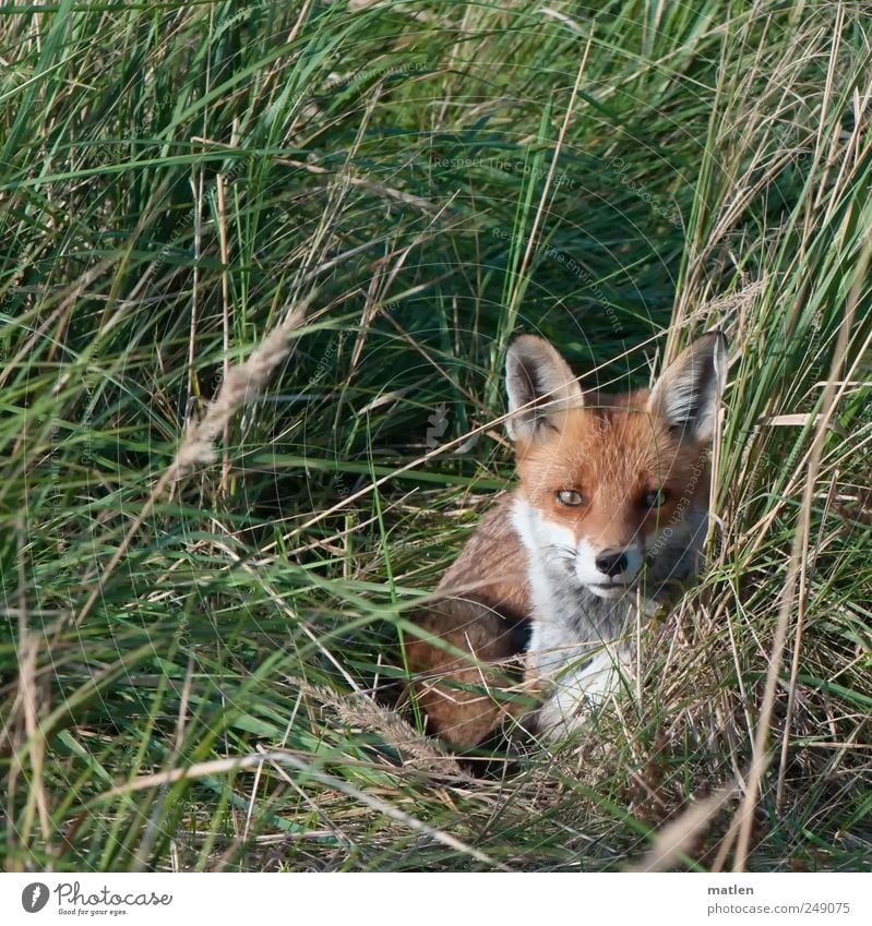 el zorro Grass Meadow Animal Wild animal 1 Lie Brown Green Gaze Surprise Fox Hide Exterior shot Deserted Day Animal portrait Front view Looking into the camera