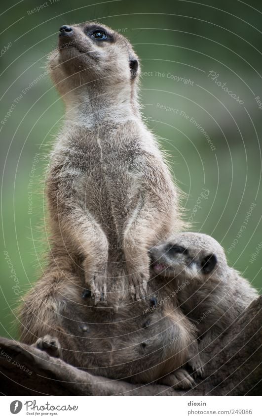 Multitasking Mama Animal Pelt Paw Zoo Meerkat Mammal 2 Baby animal To feed Feeding Cuddly Natural Cute Protection Warm-heartedness Together Responsibility