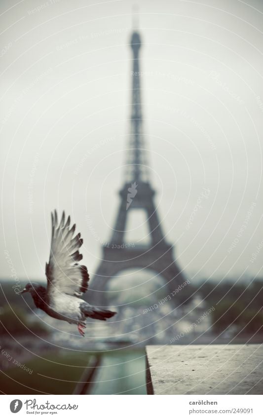 Paris departure 1 Animal Gray Eiffel Tower Pigeon Flying Floating Wing Airplane takeoff Colour photo Subdued colour Exterior shot Deserted