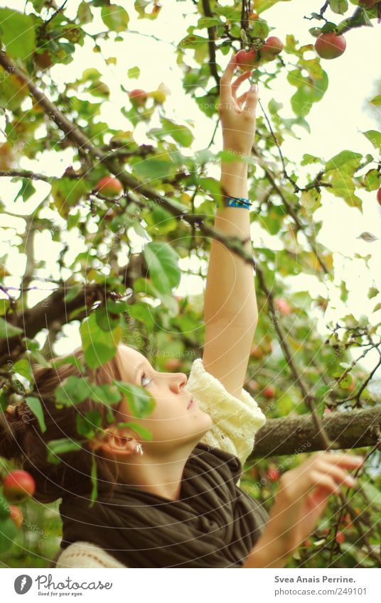 Reaching for the apples. Young woman Youth (Young adults) 1 Human being 18 - 30 years Adults Tree Apple tree Apple tree leaf Sweater Scarf Brunette Chignon