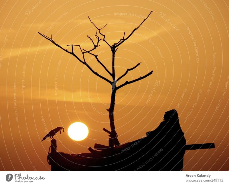 Sunset silhouette Harmonious Well-being Relaxation Calm Summer Nature Sky Clouds Sunrise Sunlight Beautiful weather Coast Small Town Fishing boat Dinghy Bird 1