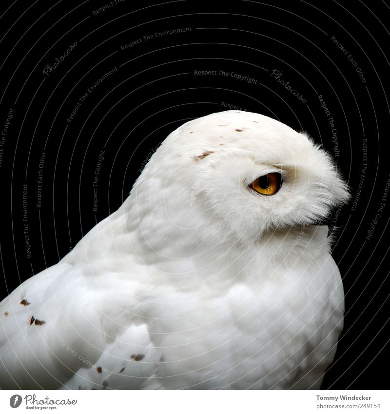 Bubo scandiacus Nature Animal Wild animal Bird Snowy owl Eagle owl Strix Observe Flying Hunting White Environment Bird of prey Land-based carnivore Feather