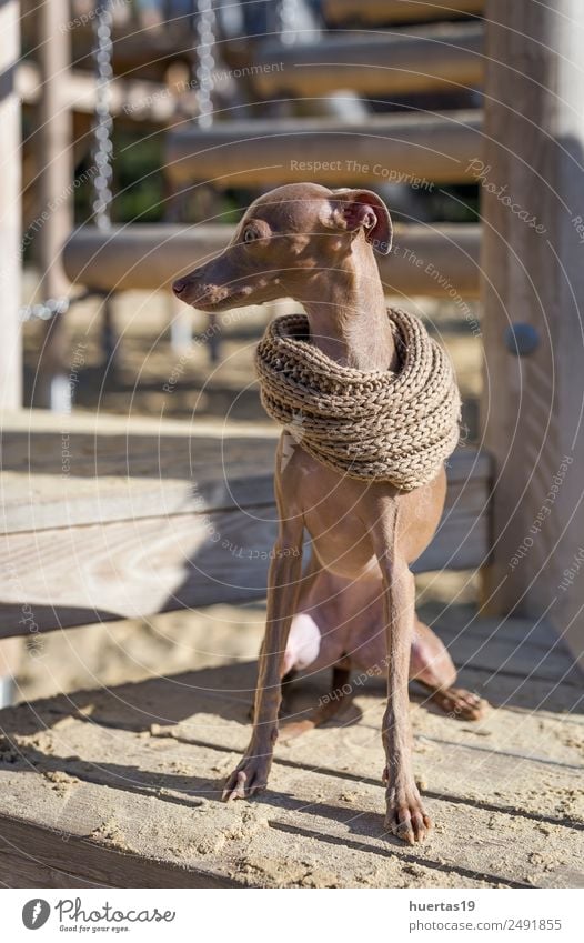Little Italian Greyhound dog Happy Beautiful Playing Friendship Nature Animal Park Pet Dog 1 Friendliness Happiness Small Funny Brown Love Love of animals