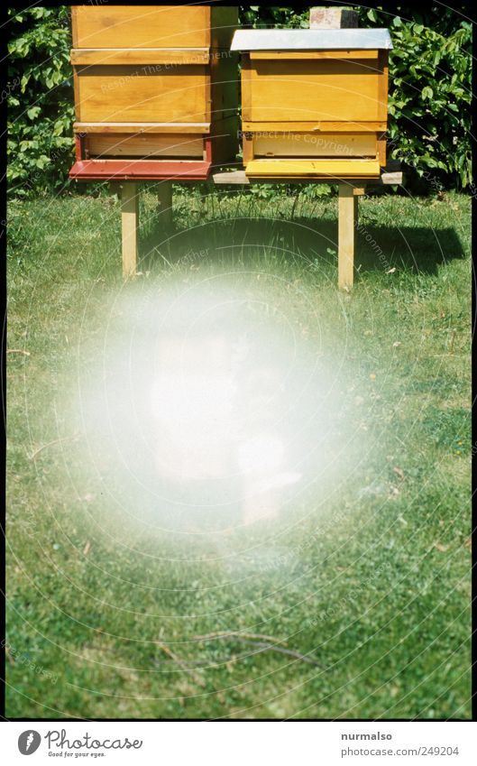 warp the bee Leisure and hobbies Bee-keeping Nature Summer Beautiful weather Sign Flying Illuminate Trashy Sustainability Teamwork Error Beehive Honey