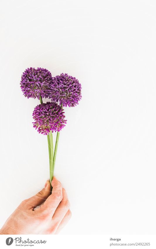 Allium isolated on white background Herbs and spices Beautiful Garden Decoration Feasts & Celebrations Valentine's Day Mother's Day Human being Hand Fingers