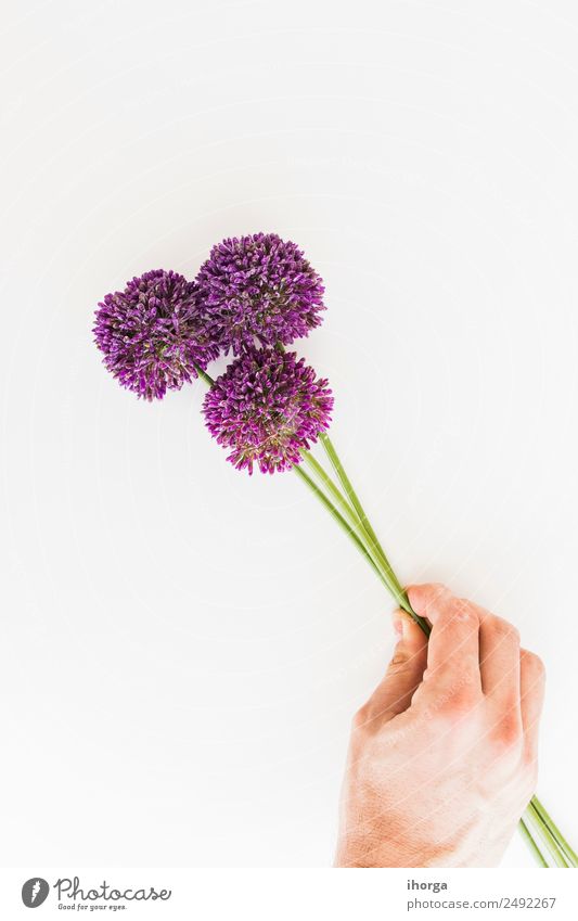 Allium isolated on white background Herbs and spices Elegant Garden Feasts & Celebrations Valentine's Day Mother's Day Human being Hand Fingers Nature Plant