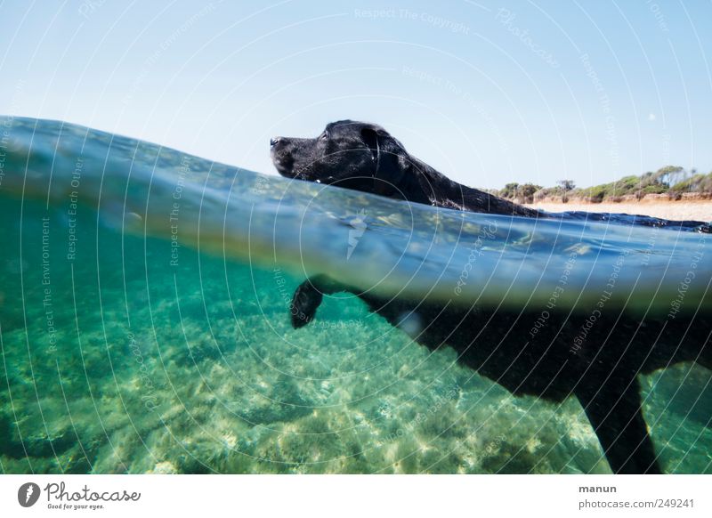 marine animal Fitness Sports Training Aquatics Nature Water Ocean Sardinia Mediterranean sea Animal Pet Dog Labrador 1 Swimming & Bathing Movement Relaxation