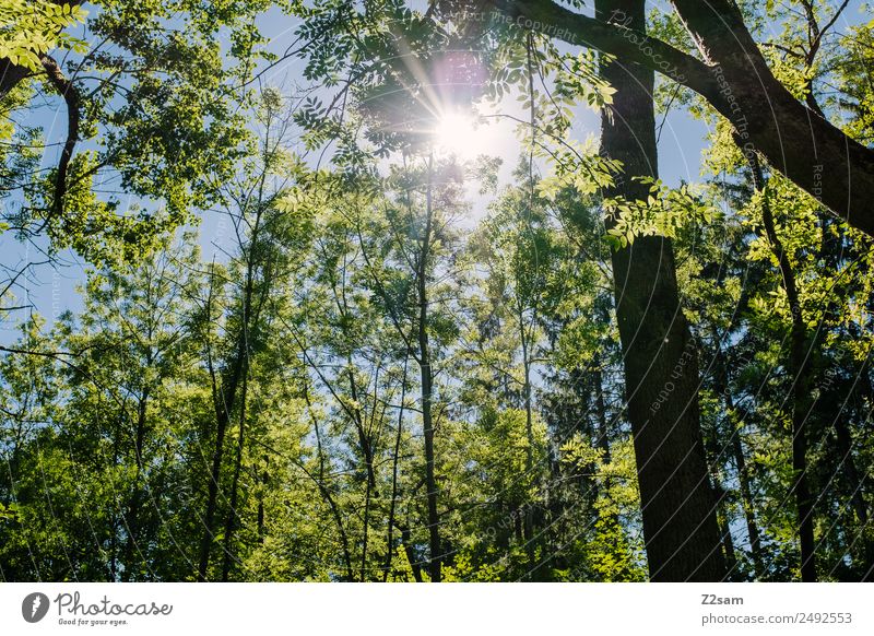 Sun Summer Forest Trip Environment Nature Landscape Sunlight Climate Climate change Weather Beautiful weather Tree Bushes Glittering Illuminate Fresh Natural