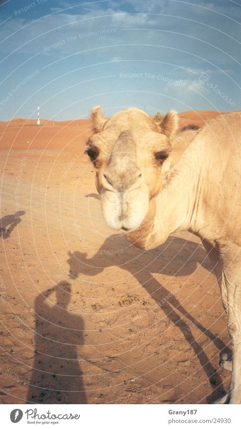 Camel Trophy Arabia Advertising executive Poster Panorama (View) Vacation & Travel Brand of cigarettes Desert Pattern emirates advertising material