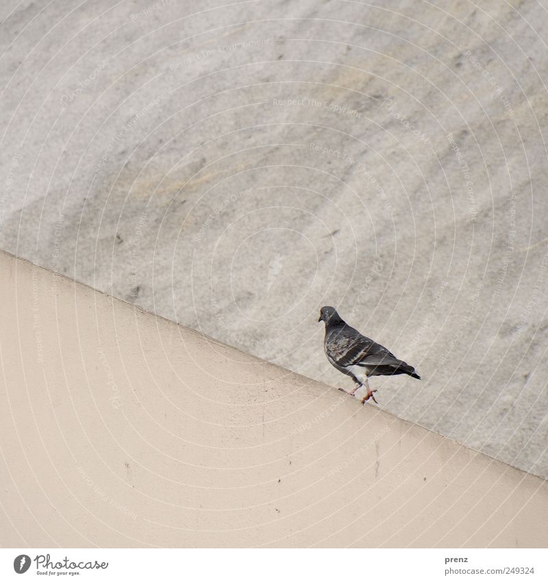 It's going up Wall (barrier) Wall (building) Bird Pigeon Going Gray Go up Walking Concrete Colour photo Exterior shot Deserted Neutral Background Day
