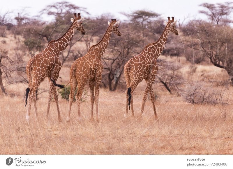 giraffe in samburu national park kenya Vacation & Travel Safari Mountain Nature Landscape Animal Grass Park Natural Wild aberdare Kenya Giraffe mt african bush