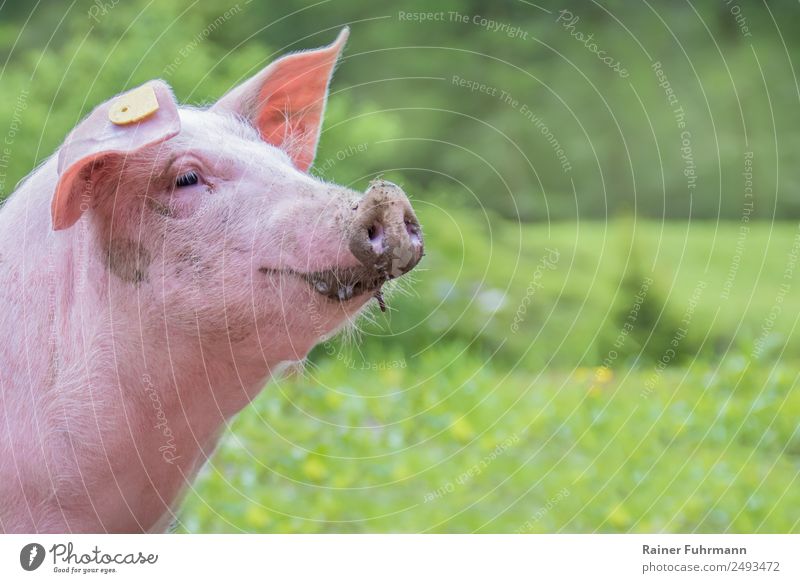 a portrait of a domestic pig in the wild Animal Pet 1 Smiling pretty Funny naturally Cute Emotions Joy Contentment "Pig Pigs Sustainability contented ecological
