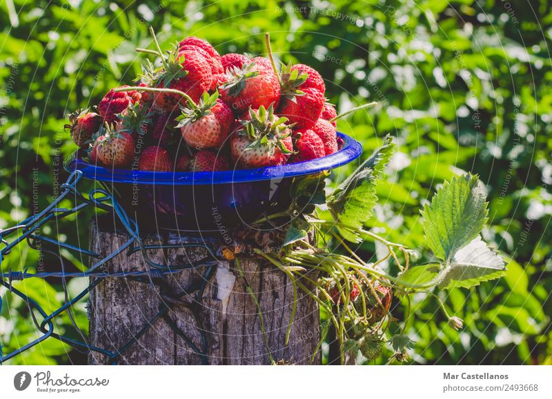 Fresh strawberries in blue bowl Fruit Nutrition Eating Vegetarian diet Diet Plate Bowl Lifestyle Beautiful Wellness Nature Plant Leaf Agricultural crop