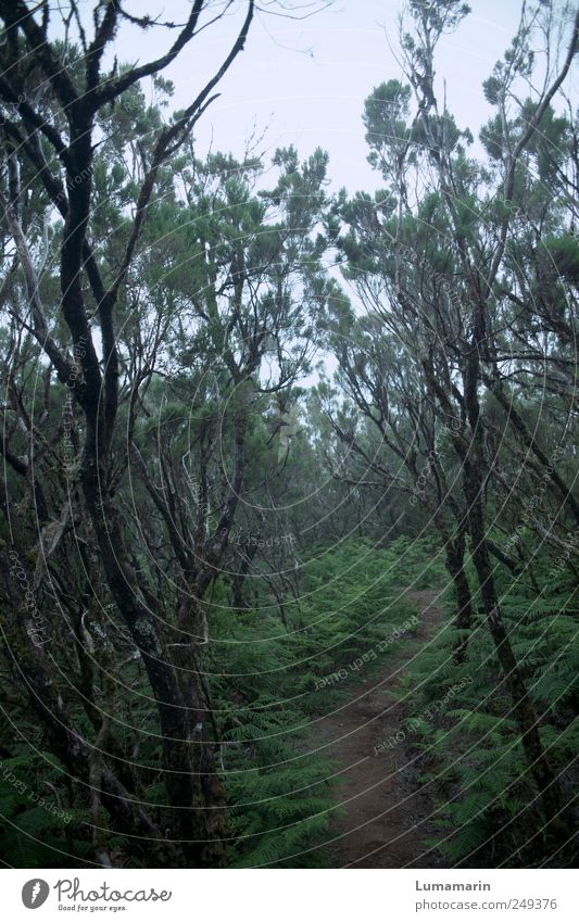 in the early days Environment Landscape Plant Bad weather Fog Foliage plant Wild plant Forest Virgin forest Madeira Dark Far-off places Cold Long Wet Natural