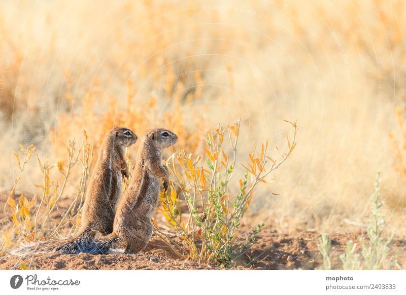 Together #1 Vacation & Travel Tourism Safari Nature Plant Climate Warmth Drought Grass Desert Namibia Africa Animal Wild animal Pelt Squirrel bristle croissant