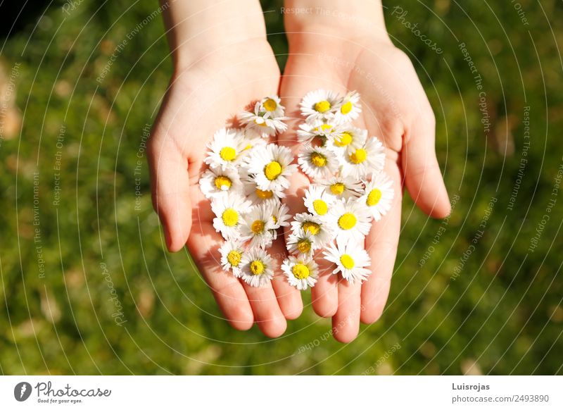 hands with yellow and white flowers on green meadow Luxury Joy Beautiful Health care Allergy Life Relaxation Meditation Hand Environment Nature Landscape Sun