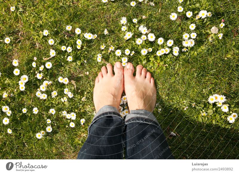 bare feet on green meadow with white and yellow flowers Luxury Joy Healthy Senses Relaxation Meditation Garden Human being Young woman Youth (Young adults)
