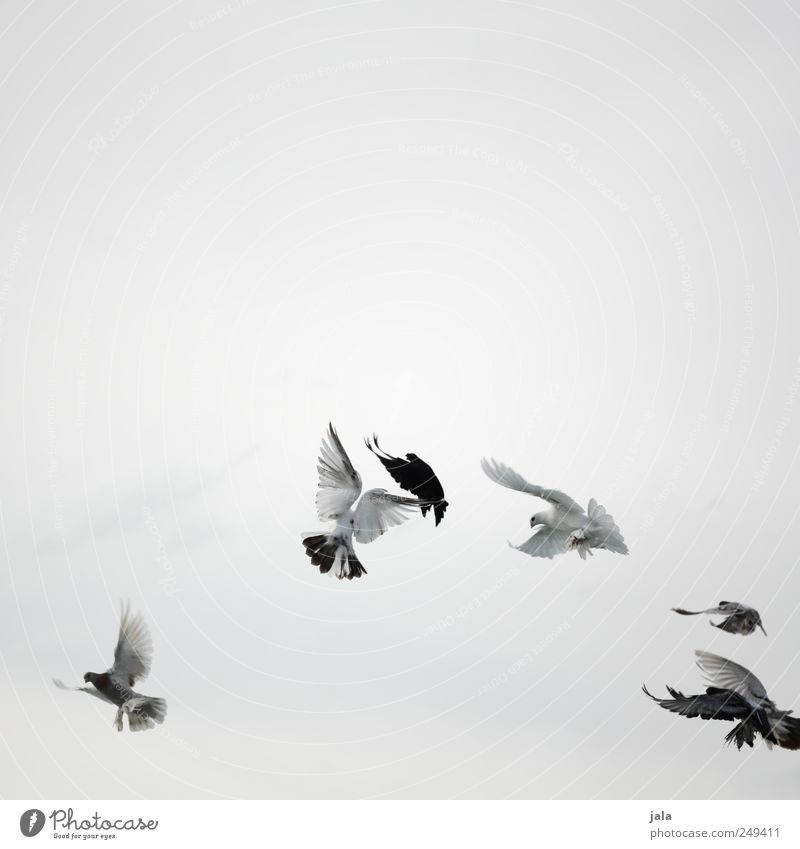 flapping Sky Animal Bird Pigeon Flock Flying Esthetic Wild Gray Black White Colour photo Exterior shot Deserted Copy Space top Copy Space middle