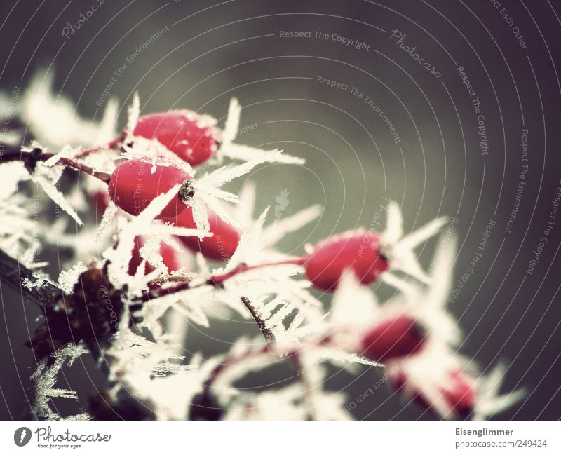 ice age Ice Frost Plant Rose hip Cool (slang) Cold Point Gray Red White Climate Ice crystal Winter Colour photo Subdued colour Exterior shot Detail Deserted