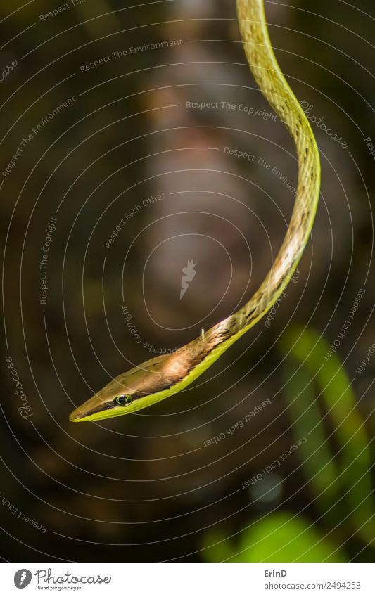 Close up Profile of Vine Snake Dangling in Jungle Beautiful Vacation & Travel Tourism Adventure Hiking Rope Nature Animal Virgin forest To feed Freeze Hang
