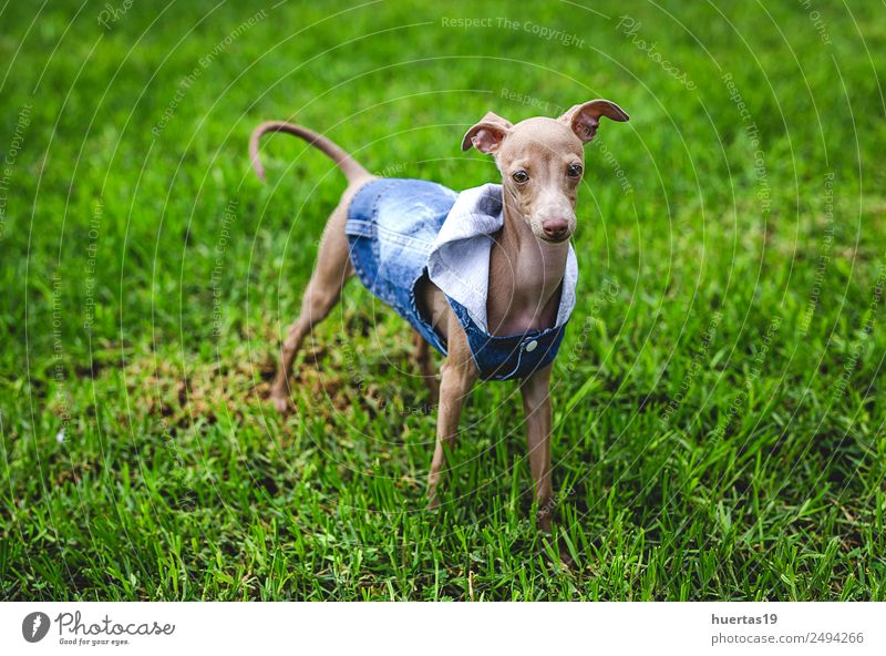 Little italian greyhound dog Happy Beautiful Friendship Nature Animal Pet Dog 1 Friendliness Happiness Funny Brown Obedient Greyhound Italian piccolo Whippet
