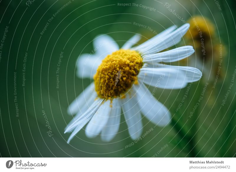 chamomile Nature Plant Summer Blossom Chamomile Fragrance Healthy Sustainability Yellow Green Contentment Pure Environment Wellness Colour photo Multicoloured