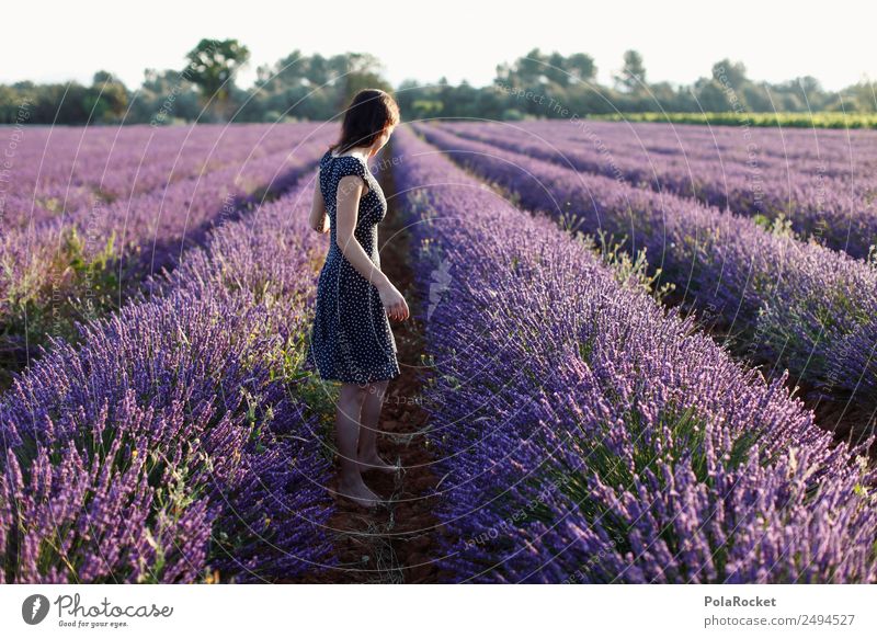 #A# explore Art Esthetic Contentment Lavender Lavender field Lavande harvest Violet Provence France Blossoming Green pastures Idyll Fantastic Discover