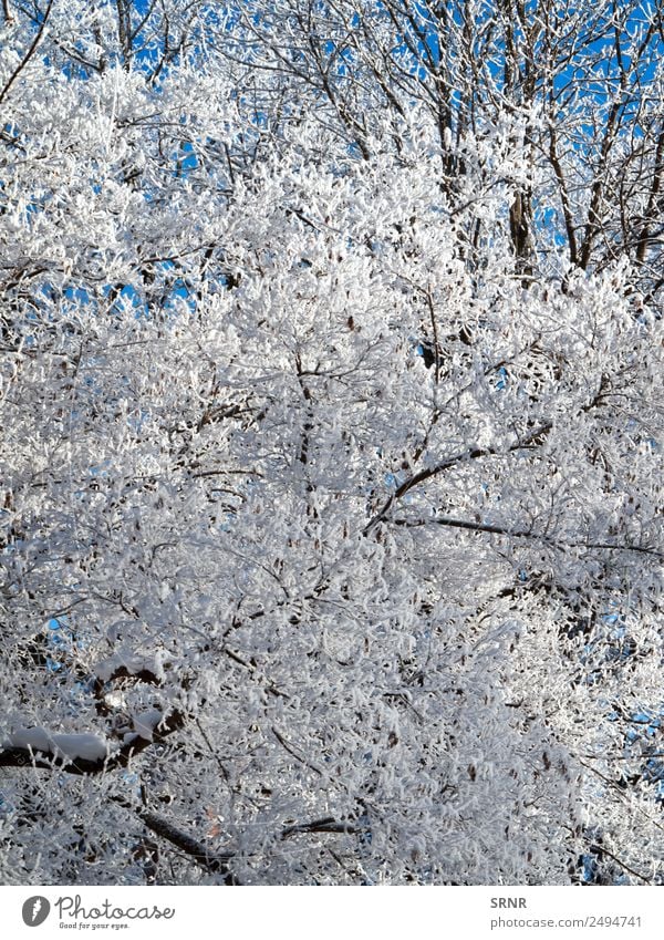 crown of the bare tree Winter Snow Environment Nature Climate Weather Tree Blue White branch clear cold Frost Frozen Seasons winter tree Colour photo Deserted