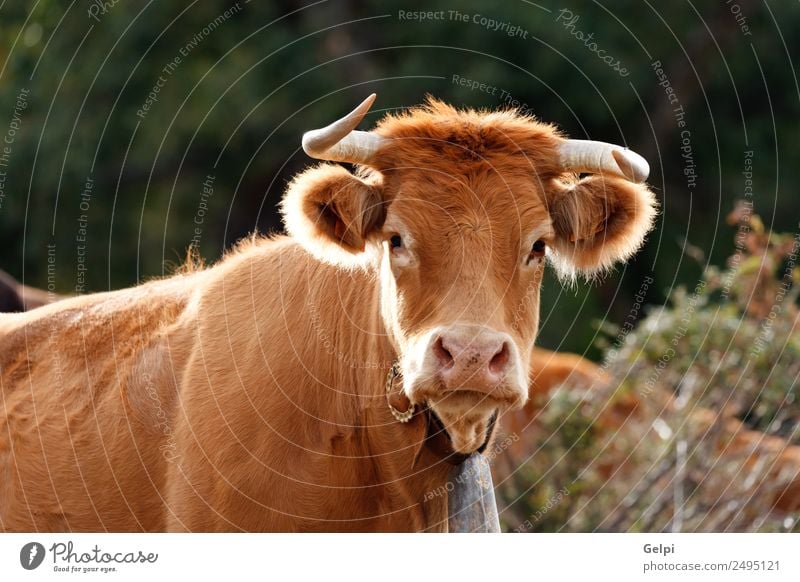 Red haired cow Face Summer Family & Relations Adults Environment Nature Landscape Animal Clouds Meadow Village Cow Herd Green Black White Farm field horns Beef