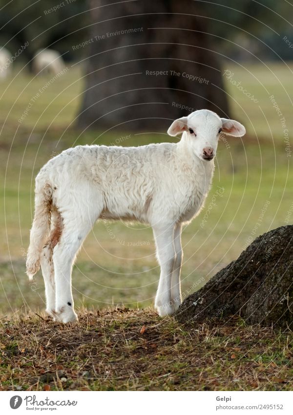 Beautiful lamb Summer Environment Nature Landscape Animal Grass Meadow Hill Fur coat Herd To feed Natural Cute Green White Sheep agriculture Farm Pasture
