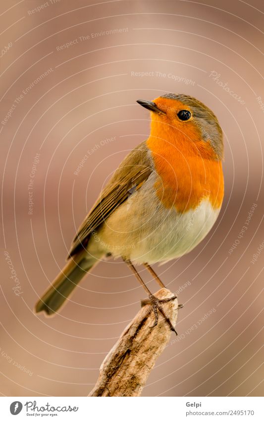 bird Beautiful Life Man Adults Environment Nature Animal Bird Small Natural Wild Brown White wildlife robin common perched background passerine