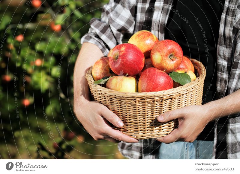 Apple harvest Gardening Day Hand Unrecognizable ripe Food Fruit Harvest filled Hold Full Basket Wicker basket Man Farmer