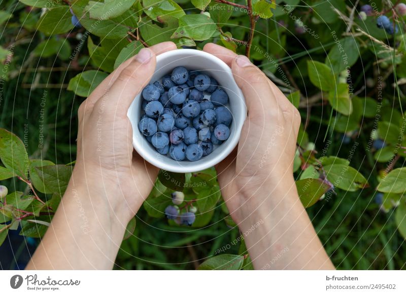 Blueberries in the garden Food Fruit Organic produce Bowl Healthy Hand Fingers Summer To hold on Fresh Blueberry Pick Harvest Mature Bushes cultivated blueberry