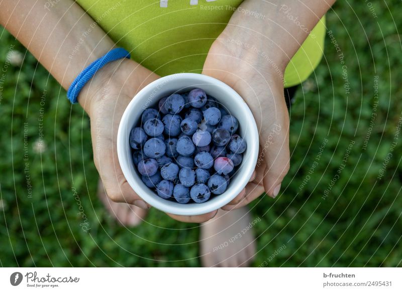 blueberries Food Fruit Organic produce Bowl Healthy Child Hand Fingers Garden To hold on Fresh Blueberry Candy Delicious Exterior shot Summer Indicate