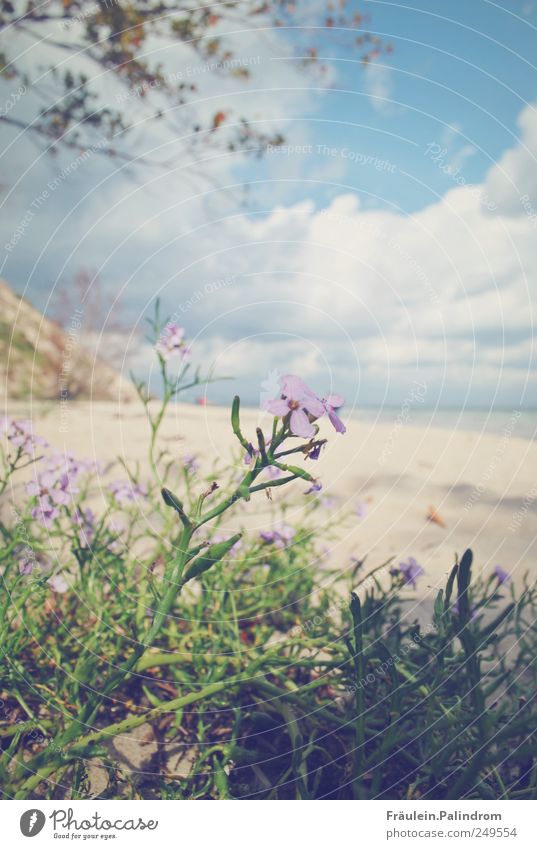 Blossom out. Well-being Relaxation Vacation & Travel Summer vacation Beach Nature Landscape Plant Sand Sky Clouds Horizon Sunlight Spring Beautiful weather