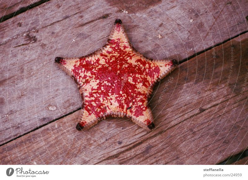 starfish Starfish Maritime Ocean Transport sea dweller Colour find