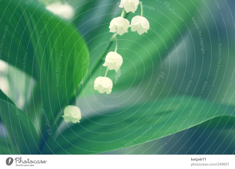 lily of the valley Nature Plant Spring Foliage plant Lily of the valley Small Green White Flower Colour photo Exterior shot Macro (Extreme close-up) Deserted
