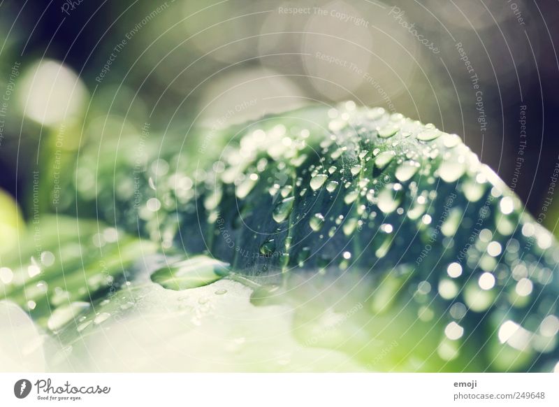 droppin' drops Nature Water Drops of water Rain Plant Leaf Fresh Green Blur Colour photo Exterior shot Close-up Detail Macro (Extreme close-up) Morning Day